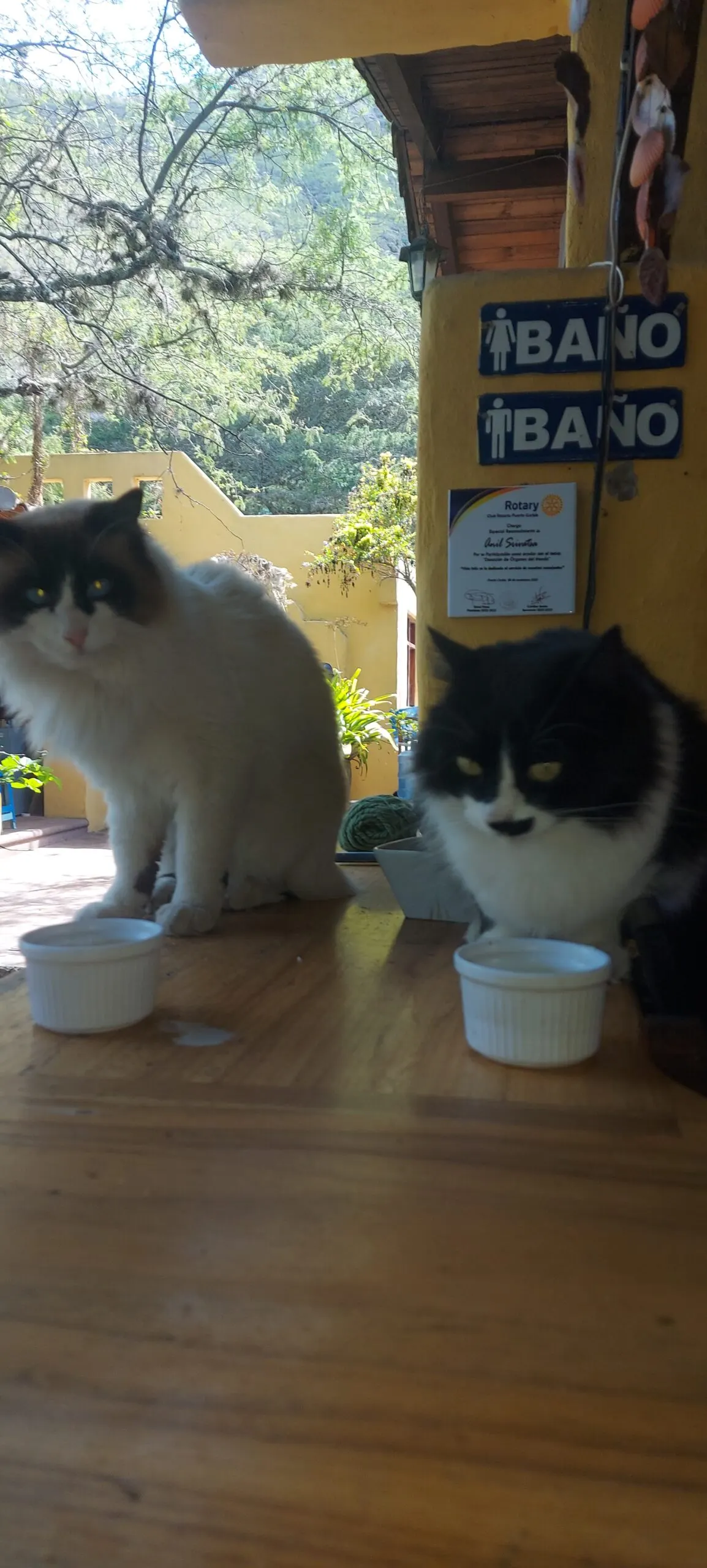 Trae a tu amigo de cuatro patas y disfruten juntos de un ambiente acogedor
