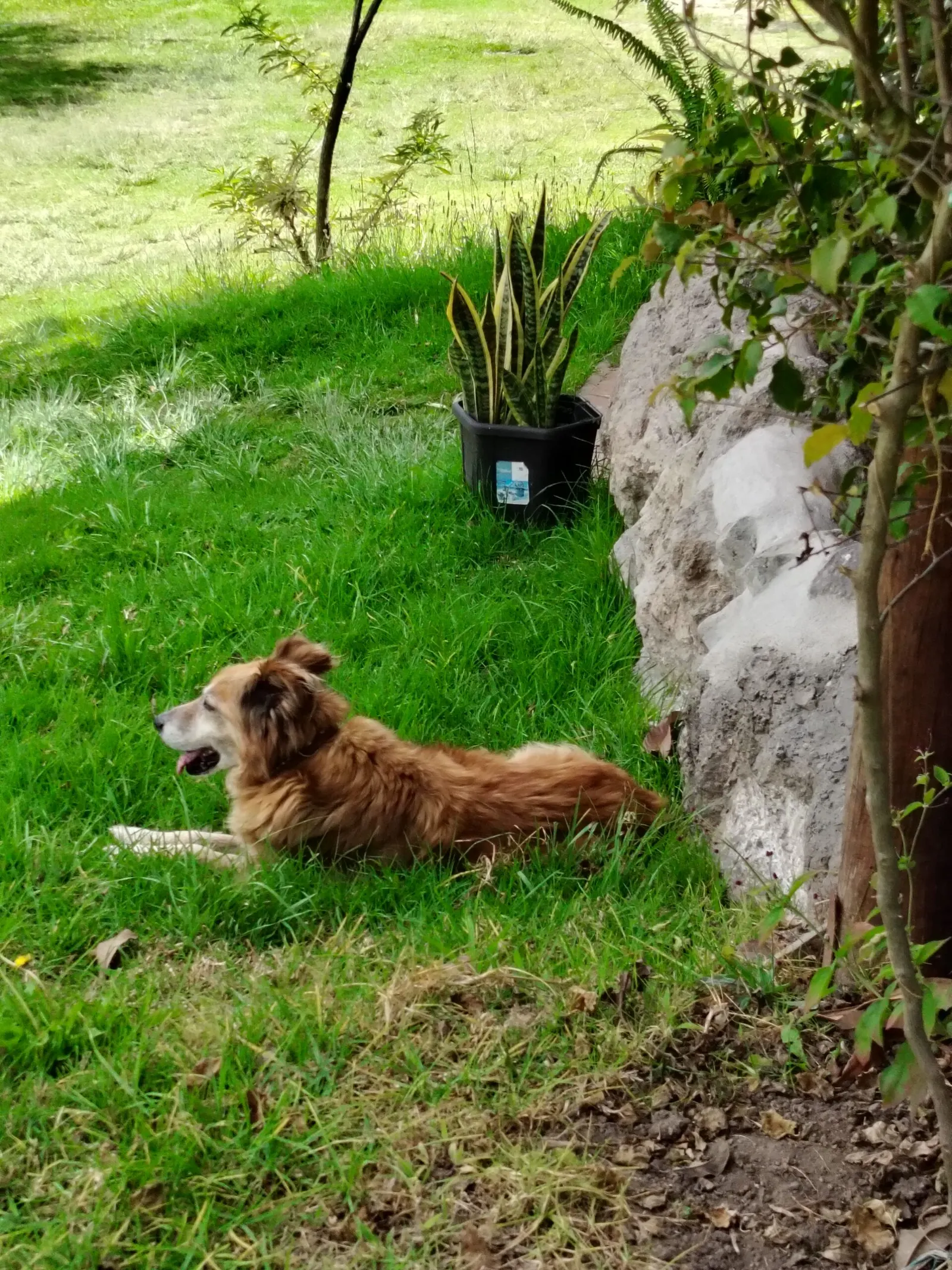Trae a tu amigo de cuatro patas y disfruten juntos de un ambiente acogedor