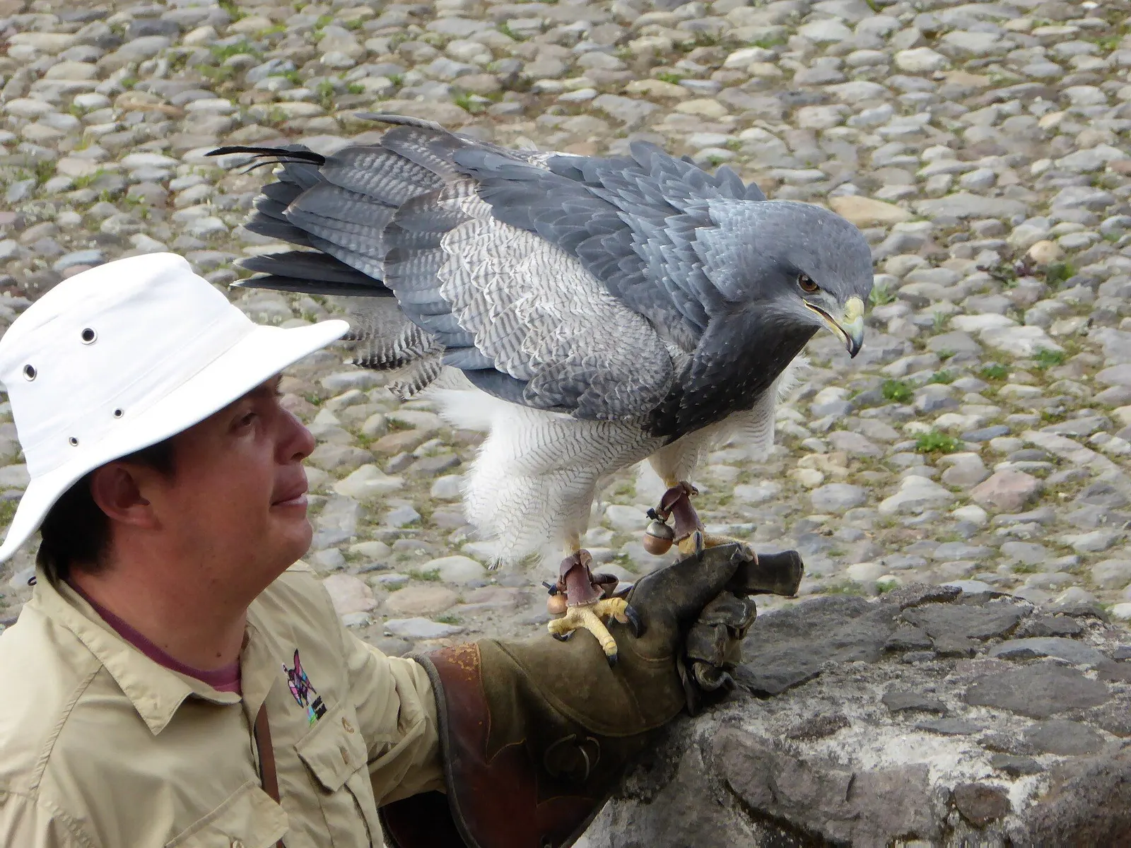 Pfleger mit einem Greifvogel im Parque Cóndor