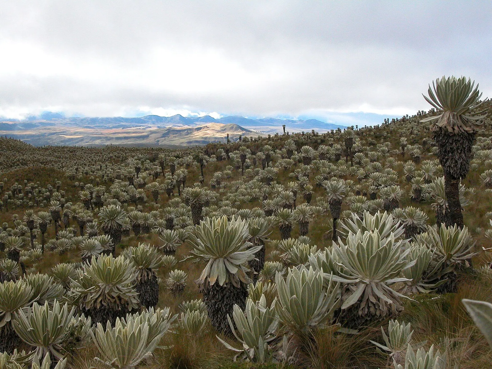 Páramo voller Frailejones im Reservat El Ángel